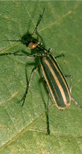 Coleoptera